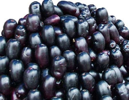 ஆயுள் காக்கும் ஆயுர்வேதம்: சர்க்கரையைக் கட்டுப்படுத்த நாவல்பழம் ஏற்றதா?