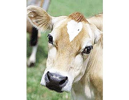 கோயிலுக்கு காணிக்கையாக வழங்கப்படும் மாடுகள் கேரளத்துக்கு இறைச்சிக்காக விற்கப்படும் அவலம்