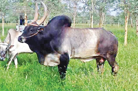 கொங்கு மண்டலத்தின் பாரம்பரிய சின்னமான கொரங்காடுகள் அழியும் அபாயம்: பாதுகாக்க அரசு நடவடிக்கை எடுக்குமா?