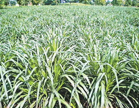 பால் வளத்தைப் பெருக்கும் கம்பு நேப்பியர் ஒட்டுப்புல்!