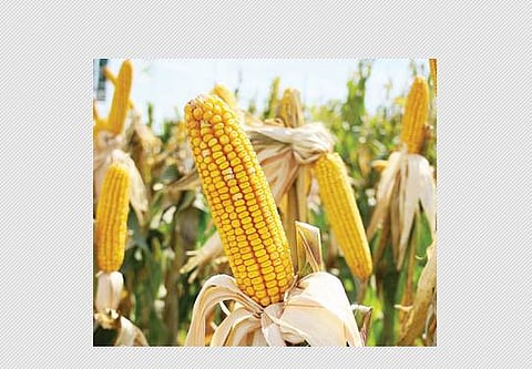 மக்காச் சோளப் பயிரில் சாகுபடித் தொழில்நுட்பங்கள்