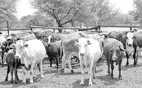 அருகி வரும் கால்நடைகள்!