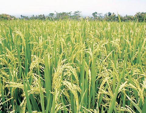 பிரதமரின் பயிர்க் காப்பீடு: ரூ.522.70 கோடி நிதி ஒதுக்கி அரசு உத்தரவு