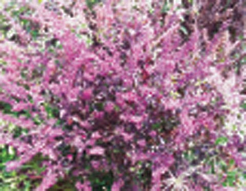 ஆயுள் காக்கும் ஆயுர்வேதம்: குளிர்கால காய்ச்சலுக்கு என்ன செய்யலாம்?