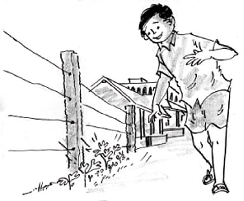 தூதுவளை!