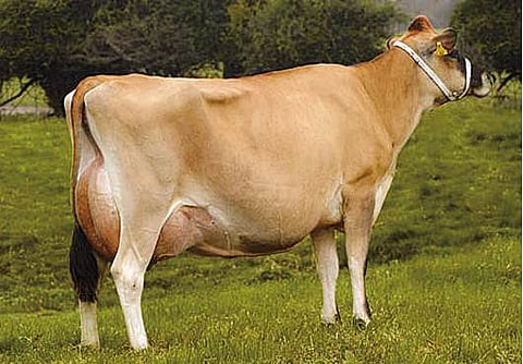 கறவை மாடுகளுக்கு மூலிகை மருத்துவம்