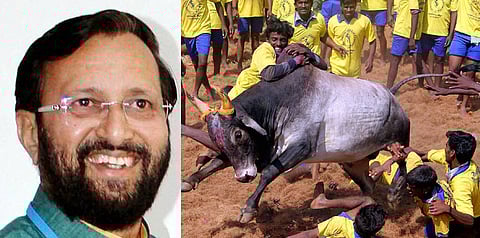 ஜல்லிகட்டு: புத்தாண்டில் நல்ல செய்தி - அமைச்சர் ஜவடேகர்