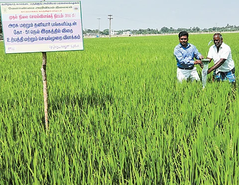 கூடுதல் லாபம் தரும் இயற்கை விவசாய முறை நெல் சாகுபடி