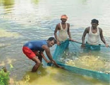 அதிக லாபம் தரும் கூட்டுக் கெண்டை மீன் வளர்ப்பு