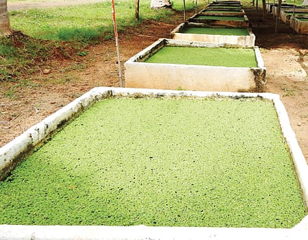 மண்ணுக்கேற்ற உயிரி உரம் அசோலா