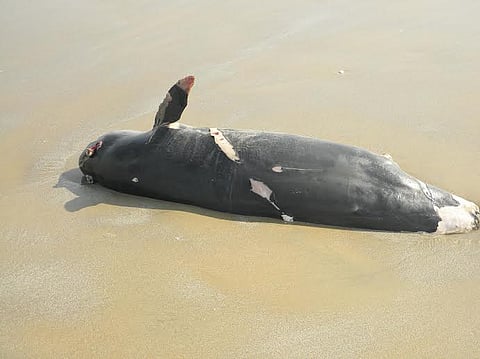 வேதாரண்யம் அருகே இறந்து கரை ஒதுங்கிய டால்பின்