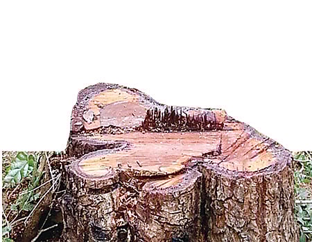 எக்ஸ்பிரஸ்வே சாலைக்காக நிகழ்த்தப்பட உள்ள பசுமைப்படுகொலை: தண்டனை நமக்கும் சேர்த்துத்தான்