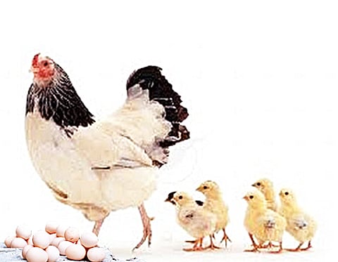 நாட்டுக் கோழி வளர்த்தால் நல்ல லாபம்!