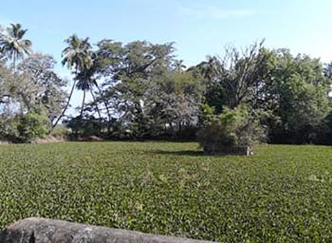 ஆகாயத் தாமரையை அழிக்கும் இயற்கை முறை கரைசல்: பிஏபி திட்ட அதிகாரிகள் பரிசோதனை