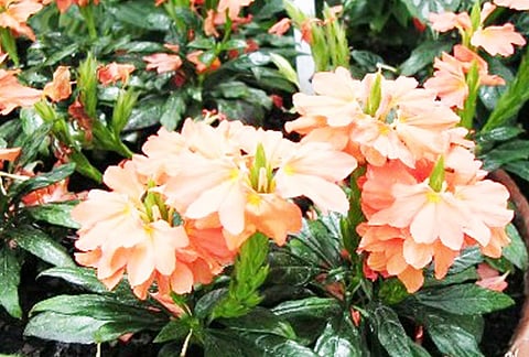 மாற்றுப் பயிர் சாகுபடியில் வருமானத்தை அள்ளித் தரும் கனகாம்பரம்