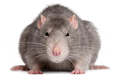 இமாச்சல் அரசு வழங்கிய பருப்புப் பாக்கெட்டில் எலி: பேரவையில் ஒப்புக் கொண்டார் அமைச்சர்