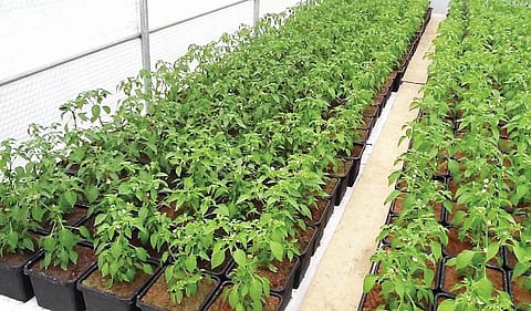 ஆரோக்கியமான மிளகாய் நாற்றுகளை வளர்ப்பது எப்படி?