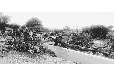 பெரம்பலூர்- அரியலூர் சாலை விரிவாக்கப் பணிக்காக அகற்றப்பட்ட மரம்.