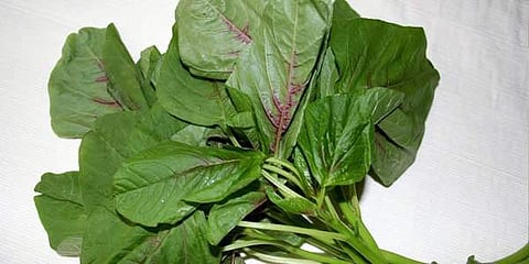 இன்றைய மருத்துவ சிந்தனை 17.11.2016தண்டுக் கீரை