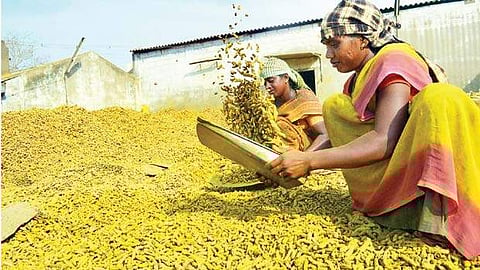 ஈரோடு மஞ்சள் சந்தையில் மின்னணு ஏல முறை அறிமுகமாகுமா?