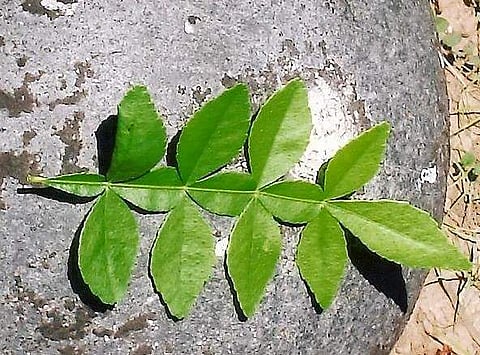 இன்றைய மருத்துவ சிந்தனை (27.12.2016) வில்வம்