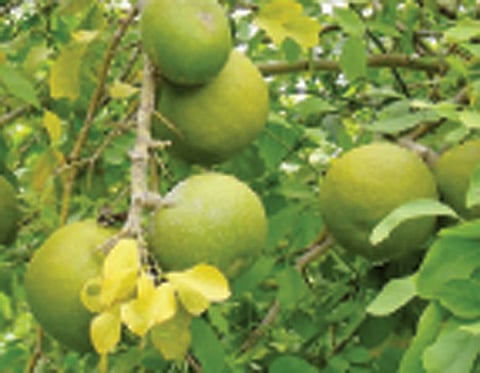 ஆரோக்கியத்துக்கு உதவும் வில்வம் இலை, காய், பழம்!