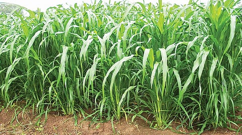 ஏப்ரல் - மே மாதங்களுக்கு ஏற்ற தீவனச் சோளம் சாகுபடி!