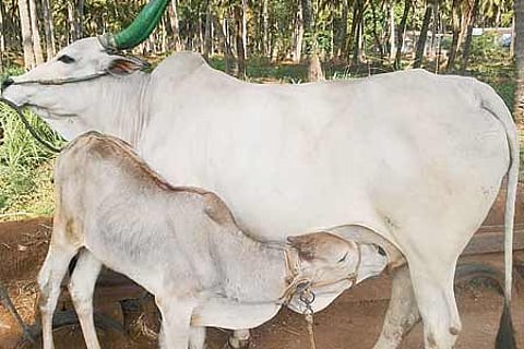 தீவனப் பற்றாக்குறை: கால்நடைகளுக்கு உணவாகும் கழிவுப் பஞ்சு