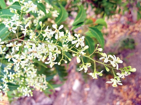 நோயின்றி வாழ உதவும் ஒரே விஷயம்.. வேப்பம் பூ... இலை... பட்டை