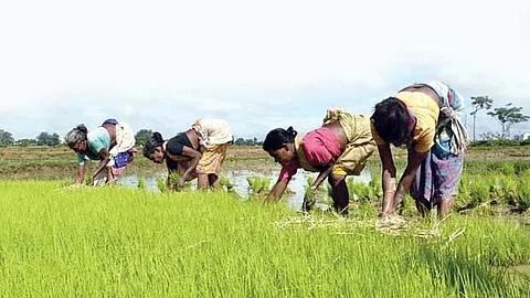 வேலைவாய்ப்புகளை அள்ளித்தரும் விவசாயத்துறை!