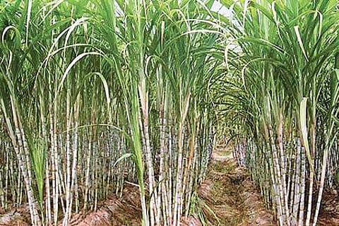 தமிழகத்தில் கடந்த ஆண்டு வறட்சியால் கரும்பு உற்பத்தி பாதியாகக் குறைந்துள்ளது: சர்க்கரைத் துறை கூடுதல் இயக்குநர்