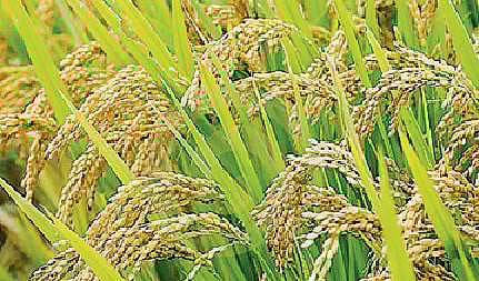 நெல் (கோப்புப்படம்)