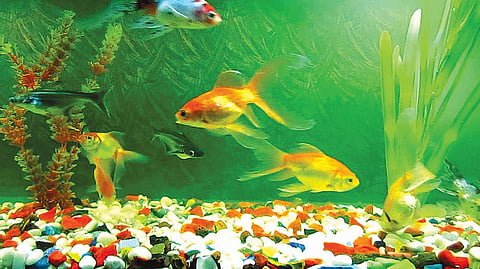 குறைந்த முயற்சி...நிறைய லாபம்!