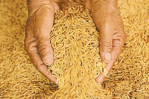 நெல் சாகுபடியில் விதை நேர்த்தி