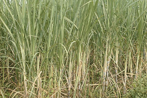 கரும்பில் சுடுமல்லி ஒட்டுண்ணி நோய் மேலாண்மை!