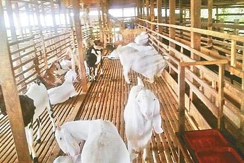 கிராமப்புற இளைஞர்களுக்கு ஆடு வளர்ப்பு இலவசப் பயிற்சி