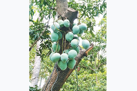 வெட்டிய மரக் கிளையில் கொத்தாக காய்த்த மாங்காய்கள்