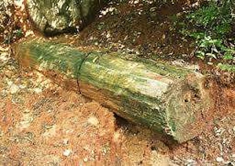 திருவக்கிரை