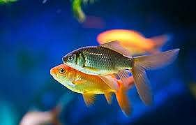 வளம்தரும் வாஸ்து மீன்கள்!