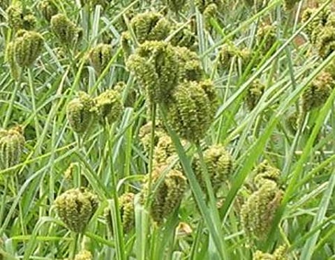 மானாவாரியில் மகத்தான மகசூல் பெற ராகி பயிர் சாகுபடி