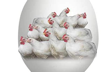 பண்ணைகளில் வயது முதிர்ந்த 45 லட்சம் கோழிகள் 36 லட்சம் தரம் குறைந்தமுட்டை உற்பத்தி