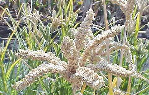 மார்கழிப் பட்ட கேழ்வரகு!
