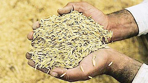 பலன் தருமா புதிய பயிர்க் காப்பீட்டுத் திட்டம்?