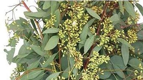 தைல மரக்கன்றுகளை நட மக்கள் எதிர்ப்பு: திரும்பி சென்ற வனத்துறையினர்