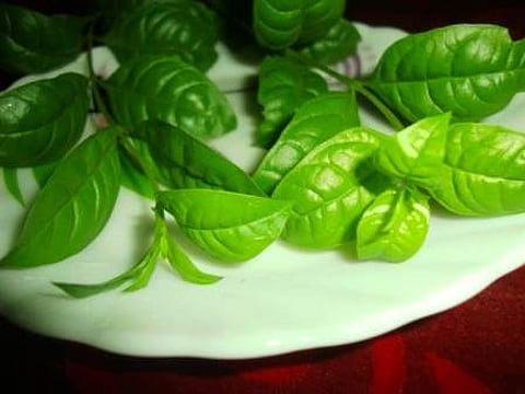 இன்றைய மருத்துவ சிந்தனை (11.01.2017) மருதாணி