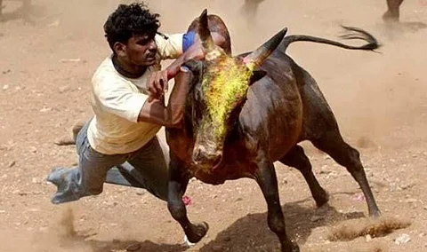 தடையை மீறி ஜல்லிக்கட்டு: கடலூரில் நாம் தமிழர் கட்சி நிர்வாகிகள் கைது!