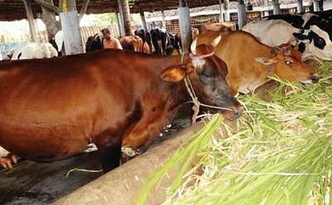 வறட்சி எதிரொலி: கால்நடைகளை விற்கும் விவசாயிகள்