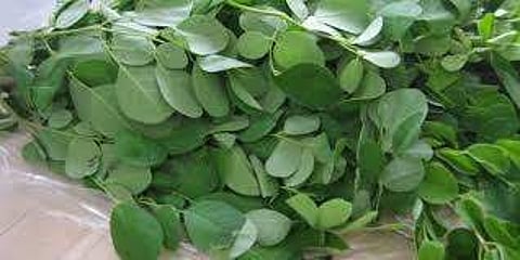 தோல் நோய்களைப் போக்க உதவும் அற்புத கீரை