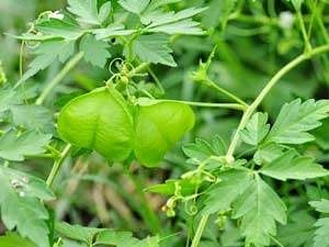 தீராத மலச்சிக்கலை போக்க உதவும் கசாயம்