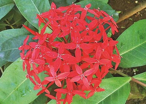 கை வைத்தியம்!